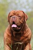 DOGUE DE BORDEAUX 006